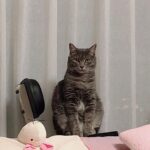 Sunny Instagram - 후..후추야...... 너무 늠름해서 오금이 저린다..... #프로확대범 #나야나 #뚱냥이 #후추