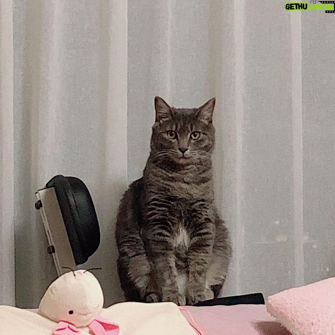 Sunny Instagram - 후..후추야...... 너무 늠름해서 오금이 저린다..... #프로확대범 #나야나 #뚱냥이 #후추
