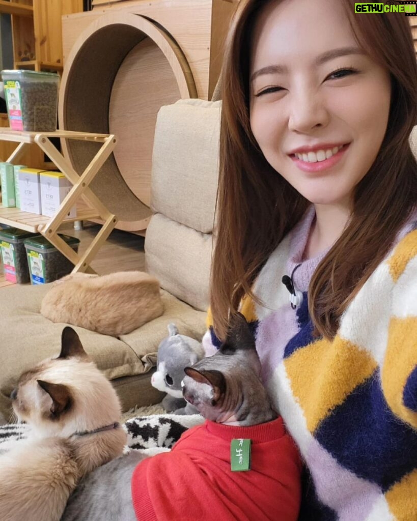 Sunny Instagram - 냥냥이들이랑 놀사람~ 여기여기 모여라!!!!! #월간멍냥 #너희중에스파이가있어🤫