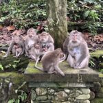 Sunshine Cruz Instagram - Tegenungan Waterfall/Monkey Forest 🍃🐒🌳 #ubud Ubud