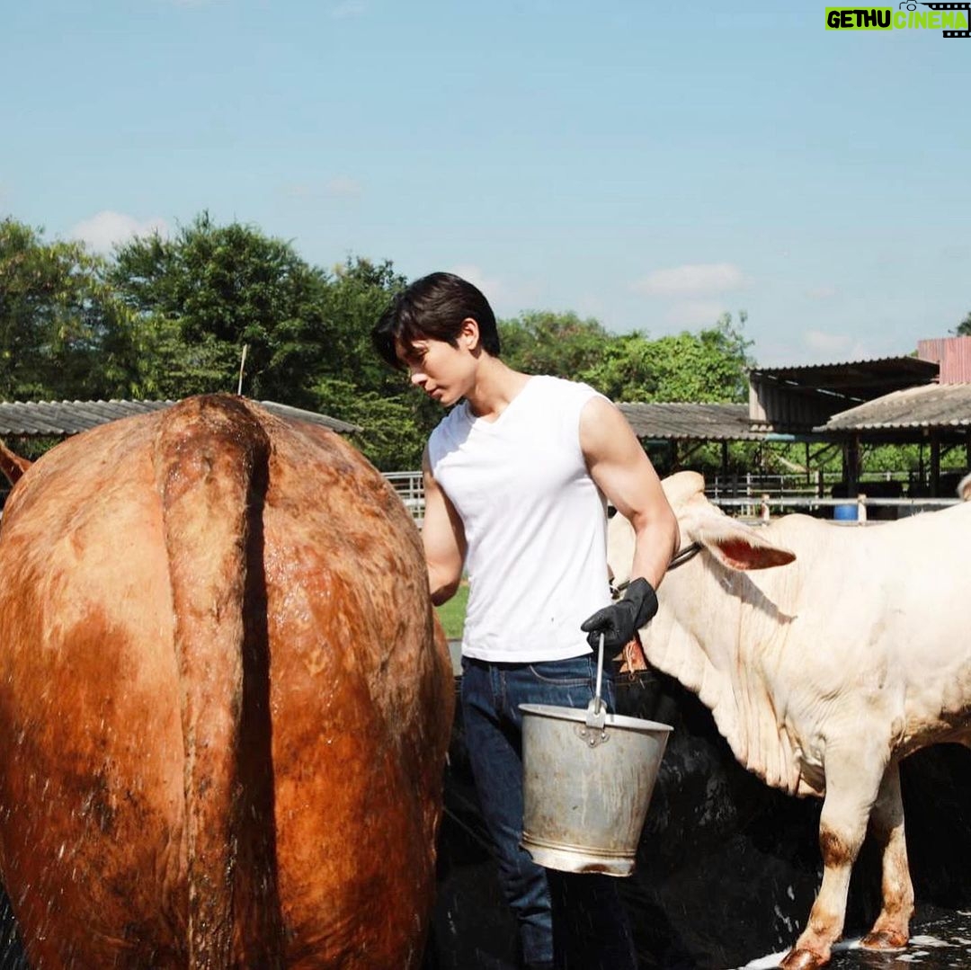 Suppasit Jongcheveevat Instagram - Me as a farmer 🐮
