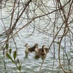 Susana Giménez Instagram - Llegaron los patitos! Nunca pudimos descubrir qué pasó con los que desaparecieron, pero desde hoy El Negro va a volver a estar acompañado. Les estamos construyendo una casita en la isla para que se protejan, ojalá se acostumbren al lugar y se hagan amigos!!! #wild #life #nature #circleoflife #patos #susanagimenez #campo #animallover #animalkingdom #sumascotas Uruguay, Punta Del Este