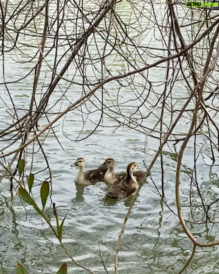 Susana Giménez Instagram - Llegaron los patitos! Nunca pudimos descubrir qué pasó con los que desaparecieron, pero desde hoy El Negro va a volver a estar acompañado. Les estamos construyendo una casita en la isla para que se protejan, ojalá se acostumbren al lugar y se hagan amigos!!! #wild #life #nature #circleoflife #patos #susanagimenez #campo #animallover #animalkingdom #sumascotas Uruguay, Punta Del Este