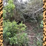 Susana Giménez Instagram - EL MISTERIO DEL LAGO Hace años que me intriga un sendero muy marcado en el bajo que bordea el lago del fondo de casa. Buscamos huellas con gente que sabe distinguirlas. Me metí entre las plantas (que ahí crecen salvajes) a ver si encontrába alguna cueva. Pusimos cámaras que registran los movimientos en los árboles para ver qué era y NADA. Ahora resulta que desaparecieron 8 patos, quedó uno solo pobrecito que está aterrado... Llamé a un veterinario amigo que es rescatista y trabaja en una reserva para pedirle ayuda. Me contó que a partir de la pandemia aparecieron varios gatos monteses en la ciudad y dijo que no le extrañaría que se hubieran comido a los patos. Me propuso poner jaulas con carne en el lago para atraparlos y devolverlos a su hábitat. Hace días que me despierto con la intriga y vamos con @patogimenez volando al lago para ver qué encontramos. Pero como vieron hasta ahora encontramos cualquier cosa menos un gato montés! Pobre gallineta! #wildlife #lamary #susanagimenez #aventurasenlamary #aniamals #nature Uruguay, Punta Del Este