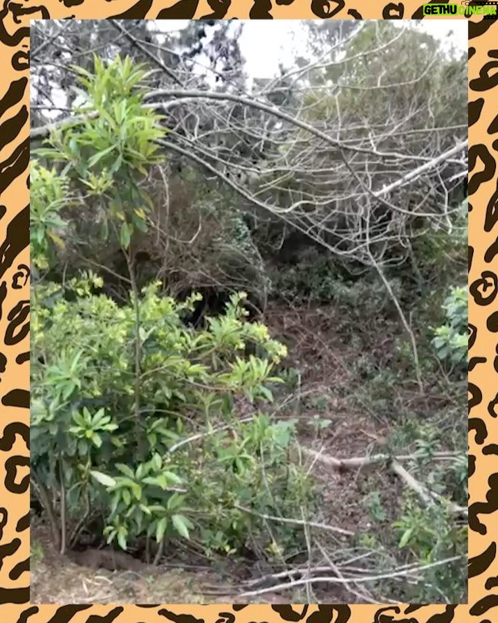 Susana Giménez Instagram - EL MISTERIO DEL LAGO Hace años que me intriga un sendero muy marcado en el bajo que bordea el lago del fondo de casa. Buscamos huellas con gente que sabe distinguirlas. Me metí entre las plantas (que ahí crecen salvajes) a ver si encontrába alguna cueva. Pusimos cámaras que registran los movimientos en los árboles para ver qué era y NADA. Ahora resulta que desaparecieron 8 patos, quedó uno solo pobrecito que está aterrado... Llamé a un veterinario amigo que es rescatista y trabaja en una reserva para pedirle ayuda. Me contó que a partir de la pandemia aparecieron varios gatos monteses en la ciudad y dijo que no le extrañaría que se hubieran comido a los patos. Me propuso poner jaulas con carne en el lago para atraparlos y devolverlos a su hábitat. Hace días que me despierto con la intriga y vamos con @patogimenez volando al lago para ver qué encontramos. Pero como vieron hasta ahora encontramos cualquier cosa menos un gato montés! Pobre gallineta! #wildlife #lamary #susanagimenez #aventurasenlamary #aniamals #nature Uruguay, Punta Del Este