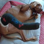 Susana Giménez Instagram - Mi adorado Beto recuperándose de la segunda operación de ligamentos cruzados 🥲🥲🥲me da una pena verlo así!!!