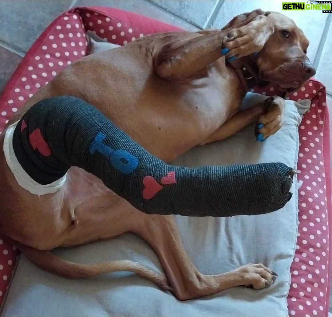 Susana Giménez Instagram - Mi adorado Beto recuperándose de la segunda operación de ligamentos cruzados 🥲🥲🥲me da una pena verlo así!!!