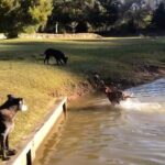 Susana Giménez Instagram - De vuelta en La Mary descubro que Rita está aprendiendo a nadar ❤️🐶 #sumascotas #rita #animalkingdom #doglover #susanagimenez Punta del Este, Uruguay