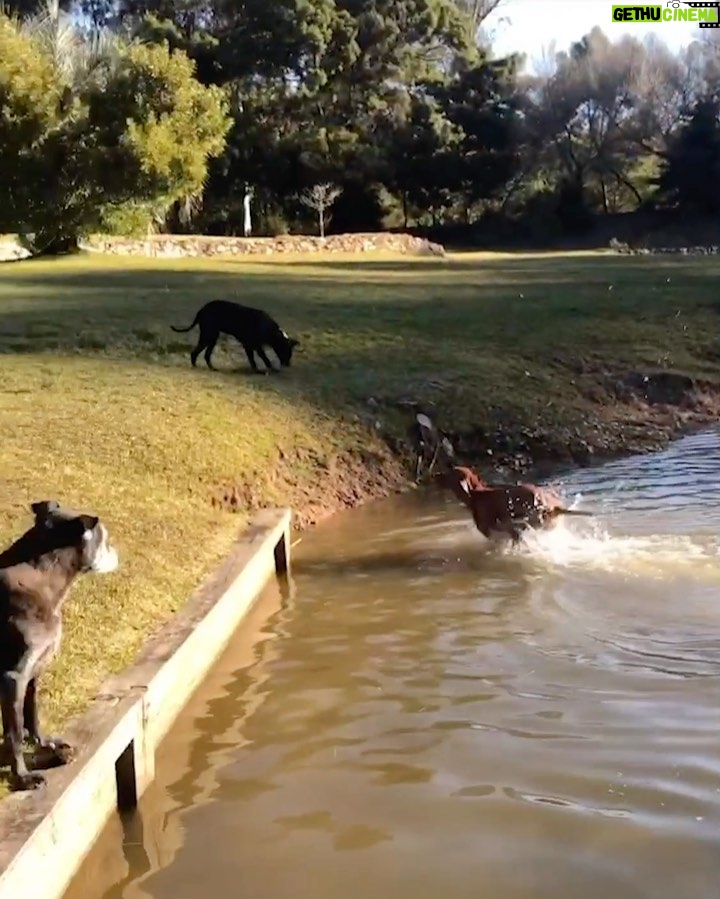 Susana Giménez Instagram - De vuelta en La Mary descubro que Rita está aprendiendo a nadar ❤️🐶 #sumascotas #rita #animalkingdom #doglover #susanagimenez Punta del Este, Uruguay