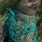 Susana Giménez Instagram - Cada vez que veo estas fotos se me rompe el corazón. Hay que tomar conciencia sobre la importancia de NO ARROJAR plásticos al mar y reciclar todo lo que se pueda en casa. #planet #nature #sustentable #susanagimenez #juliosinplastico Planeta Tierra