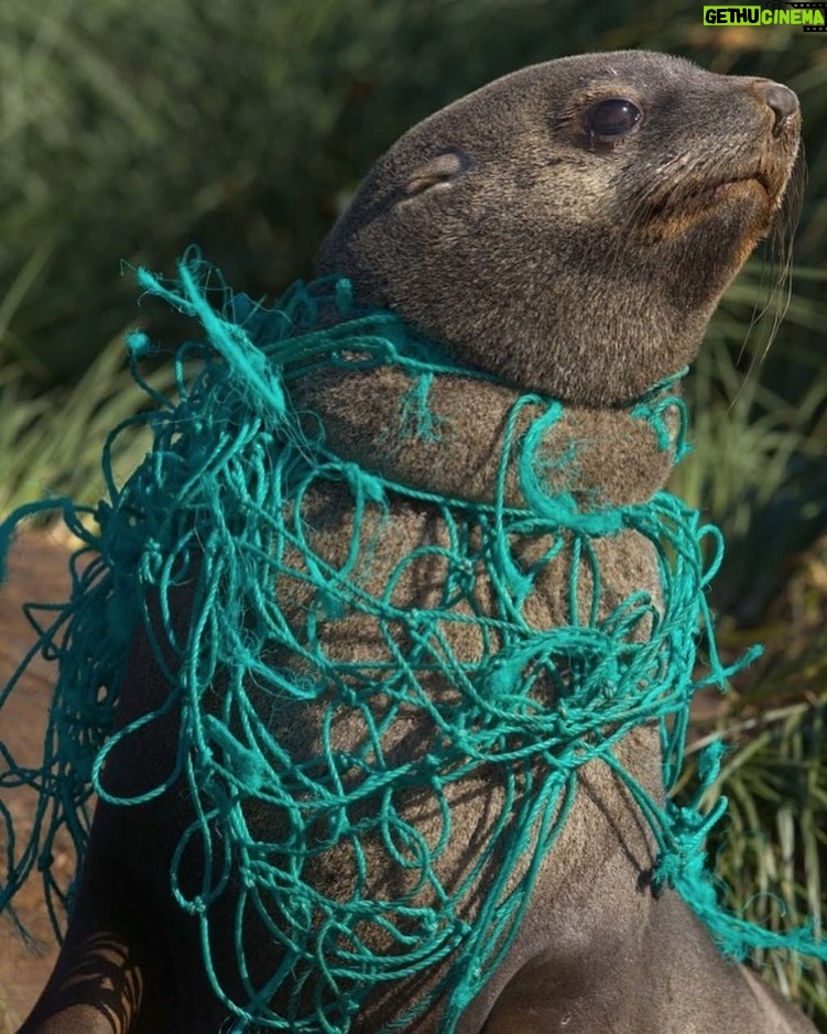 Susana Giménez Instagram - Cada vez que veo estas fotos se me rompe el corazón. Hay que tomar conciencia sobre la importancia de NO ARROJAR plásticos al mar y reciclar todo lo que se pueda en casa. #planet #nature #sustentable #susanagimenez #juliosinplastico Planeta Tierra