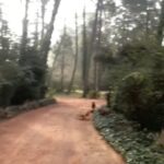 Susana Giménez Instagram - Hoy es el Día Mundial del Perro y estamos de festejo!! Cc @patogimenez #doglover #animalkindom #dog #susanagimenez Punta del Este, Uruguay