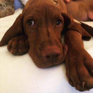 Susana Giménez Instagram - Rita está enamorada 🥰💘
Desde el día que llegó, Beto y ella son inseparables. Él le deja lugar para dormir en su colchón, comen del mismo plato, juegan sin parar…

#animallover #doglover #love #susanagimenez