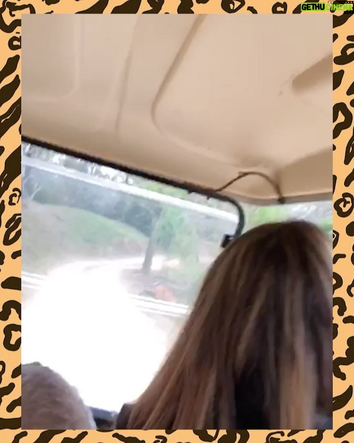 Susana Giménez Instagram - EL MISTERIO DEL LAGO Hace años que me intriga un sendero muy marcado en el bajo que bordea el lago del fondo de casa. Buscamos huellas con gente que sabe distinguirlas. Me metí entre las plantas (que ahí crecen salvajes) a ver si encontrába alguna cueva. Pusimos cámaras que registran los movimientos en los árboles para ver qué era y NADA. Ahora resulta que desaparecieron 8 patos, quedó uno solo pobrecito que está aterrado... Llamé a un veterinario amigo que es rescatista y trabaja en una reserva para pedirle ayuda. Me contó que a partir de la pandemia aparecieron varios gatos monteses en la ciudad y dijo que no le extrañaría que se hubieran comido a los patos. Me propuso poner jaulas con carne en el lago para atraparlos y devolverlos a su hábitat. Hace días que me despierto con la intriga y vamos con @patogimenez volando al lago para ver qué encontramos. Pero como vieron hasta ahora encontramos cualquier cosa menos un gato montés! Pobre gallineta! #wildlife #lamary #susanagimenez #aventurasenlamary #aniamals #nature Uruguay, Punta Del Este