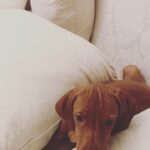 Susana Giménez Instagram - Miren cómo me dejó el baño Rita 😂😂😂🤣🤣🤣 . . .#animalkingdom #doglover #susanagimenez #cute