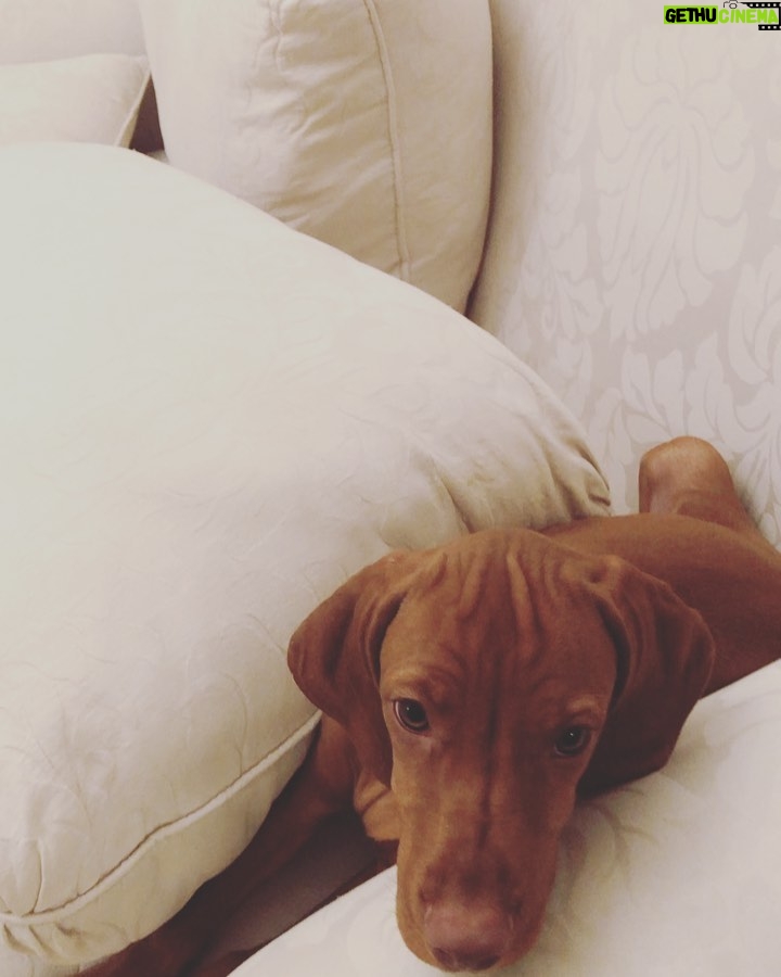 Susana Gim茅nez Instagram - Miren c贸mo me dej贸 el ba帽o Rita 馃槀馃槀馃槀馃ぃ馃ぃ馃ぃ . . .#animalkingdom #doglover #susanagimenez #cute