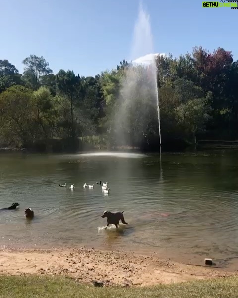 Susana Giménez Instagram - Cómo voy a extrañar nuestros paseos!!! #doglover #happydays Uruguay