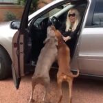 Susana Giménez Instagram – El secreto está en no bajarse de la camioneta hasta que se calmen y después llevarlos a pasear (ya lo tengo todo estudiado 🤣🤣🤣🤣). #animalkindom #doglover #welcome #puntadeleste #lamary #missedyou #susanagimenez Punta del Este, Uruguay