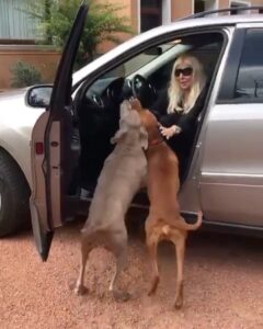 Susana Giménez Instagram - El secreto está en no bajarse de la camioneta hasta que se calmen y después llevarlos a pasear (ya lo tengo todo estudiado 🤣🤣🤣🤣). #animalkindom #doglover #welcome #puntadeleste #lamary #missedyou #susanagimenez Punta del Este, Uruguay