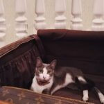 Susana Giménez Instagram – Festejamos el Día del Gato compartiendo historias? Va la mía:
Pascual Enrique llego a mi vida viajando de polizón en la rueda de auxilio de mi camioneta desde el campo hasta casa una Semana Santa (por eso le puse Pascual)
Desde entonces vivimos juntos. Debo confesar que, aunque lo intenté todo, la mayor parte del tiempo Pascual me ignora. Ahora, si llega a ver que estoy preparando la valija se tira adentro y me mira como diciendo: “¡Yo voy! Por favorrrrr”. Se ve que lo suyo son los viajes!!! 🤣🤣🤣🤣🤣🤣🤣🤣
Mandame tu historia y fotos de tu mascota.
#animallover #animalkindom #díamundialdelgato #cat #catlover #susanagiménez