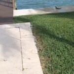 Susana Giménez Instagram – Miren quién nos vino a visitar!! #lizard #fun #naturelover #susanagimenez @mechasarra #motherdaughter