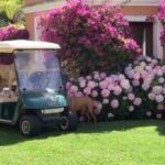 Susana Giménez Instagram - Vamos a pasear!!! ❤️🐶 #doglover #summer #livingeasy #susanagimenez #amoresperros Uruguay, Punta Del Este