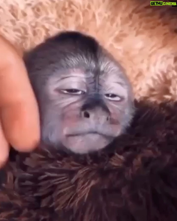 Susana Giménez Instagram - Quién quiere unos masajes así para bajar la tensión del fin de año??? 🙋🏼♀️ Cómo me gusta la cara de placer que pone 😍😍😍🥰🥰🥰🥰 #cute #animalslover #relax #animals #findeaño #monkey #dontworrybehappy