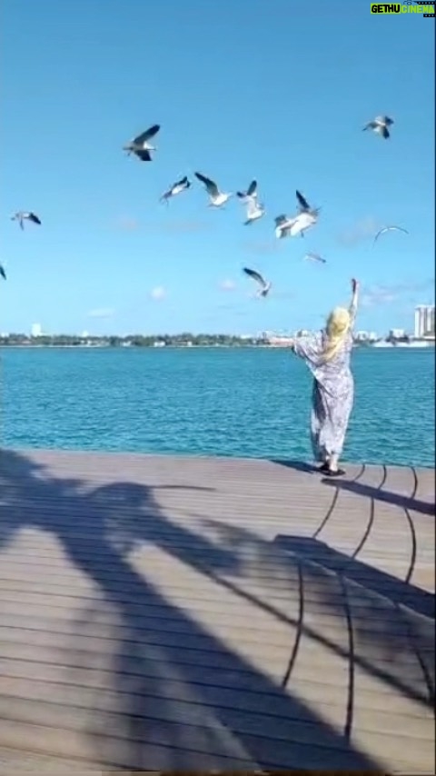 Susana Giménez Instagram - Me encanta darle de comer a las gaviotas a la mañana! Miami South Beach