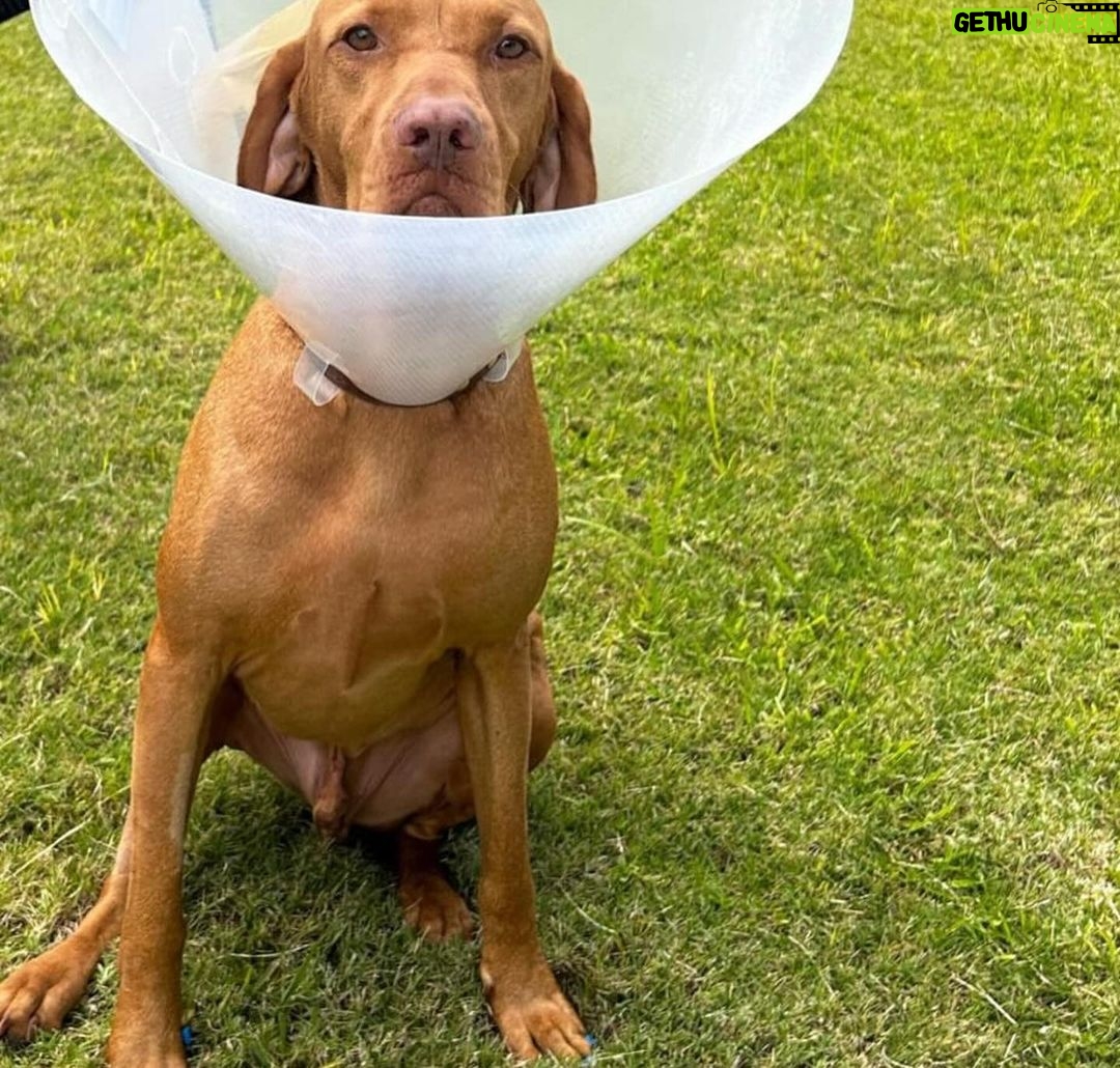 Susana Giménez Instagram - Mi adorado Beto recuperándose de la segunda operación de ligamentos cruzados 🥲🥲🥲me da una pena verlo así!!!