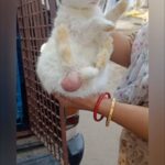Swastika Mukherjee Instagram - DONATE OR HELP SPREAD THIS VIDEO. Help @furrypaws21 rescue and take care of the fur babies. You can donate on Gpay/phonepe on 7070210745 PayPal on akkitripti@gmail.com Posted @withregram • @furrypaws21 Urgent help needed for treatment/sterilizations/foster care/February’s furbabies meals!!! I really need your support and help with 👇 1. Treatment , transportation to veterinarian and foster charge of 3 seriously injured cats and 1 rabbit with probable tumor ₹ 20,000/- 2. February’s furbabies meals of 136 dogs and cats on streets ₹ 136*350= ₹ 47,600/- 3. 1 gas cylinder to cook food ₹1300/- 4. Rickshaw fare for food distribution of furbabies= ₹ 200*29= ₹ 5800/- 5. Spaying and foster care of 10 cats = ₹2000*10= ₹ 20,000/- TOTAL FUNDS NEEDED= ₹ 94,700/- or 1141 USD It’s a huge amount and I need any help possible by your end...I had to temporarily stop all rescues because I can’t bear anymore pending bills and continue the rescue work for furbabies..it’s been a really hard and heartbreaking decision but have to do it till I clear these bills.. Last month also meals of about 25 furbabies and spaying bills I had to somehow clear from my own end from my own savings and I am left with no savings at all... So I sincerely request you all to donate and spread this post of funds appeal far and wide because I really want to continue helping furbabies but I can’t do it without your help now. You can donate on Gpay/phonepe on 7070210745 PayPal on akkitripti@gmail.com Or , the details and QR code or PayPal links are mentioned in my profile.. thankyou and God bless you 💓 #desidogs #reelsinstagram #rescuedogsofinstagram #help #furbaby