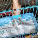 Swastika Mukherjee Instagram – Please help Adira walk ❤️. Donate for her treatment 🙏🏻

To donate- 

Paytm/Google Pay/PhonePe – 8652114494
Name – Aditi Parameshwaran 
Account Number – 915010043365162
IFSC Code – UTIB0000574
Bank Name – Axis

Posted @withregram • @animal_rehab.shelter_byaditi Adira Health Update! 

Train accident victim Adira was rescued by from Dombivali. She had to undergo amputation surgery immediately. Our brilliant and compassionate vet Dr Karthik performed Adira’s surgery and our team took great care of her. There were many complications post surgery but brave Adira battled everything and showed us great courage! We are now working on getting a customised wheelcart for her to help her with mobility. She has also received her first shot of vaccines.

To donate- 

To donate in cash 
Paytm/Google Pay/PhonePe – 8652114494
Name – Aditi Parameshwaran 
Account Number – 915010043365162
IFSC Code – UTIB0000574
Bank Name – Axis

Paypal – https://www.paypal.me/aditirescuer 

#animalshelter #animalrescue #doglovers #dog#loveanimals #animals #streetdogs #savedogs #savelives #empathayunlimited #rescuebyaditi #savestreetdogs #reelitfeelit #reelkarofeelkaro #viralreels #dogreels #dombivali #india #straydogs #rescuework #animalwelfare #animalrehab #donatefordogs #sanctuary #rescuedog #animalwelfare