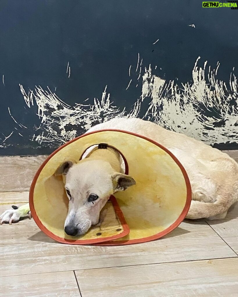 Swastika Mukherjee Instagram - POPCORN - you are in best hands, you’ll be up and running soon betu 💕🐾 Her surgery has happened yesterday, the tumour has been removed. She has eaten today. She will be kept under observation and medication until she recovers fully. . Thank you @yodamumbai for everything that you do for animals especially the strays. God bless you @anushkaaparashar for being a blessing to me, thank you for rescuing her. Everyone who helped, my love to you @animal_rehab.shelter_byaditi ❤️ YODA - Youth Organisation in Defence of Animals