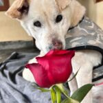 Swastika Mukherjee Instagram – Make everyday full of roses for them.❤️❤️
Posted @withregram • @daranimals BECAUSE DOGS DESERVE FLOWERS TOO. 🌹
Imagine the world through the eyes of a homeless dog. They wander the streets alone. Scared every minute. Longing for food. Searching for shelter. Hoping for some affection. Consider their fear and uncertainty of each new day. Consider their loneliness. Yet, these creatures are brave and loyal. They protect us and defend us when we’re in trouble. Some give their lives for their family. They bring us joy and happiness when we’re sad. They give us comfort and companionship when we fall sick. They give us plenty of reasons to laugh so hard till our stomachs hurt. They understand us  better than we understand them. They never judge your mistakes. So many dogs work with the police department and military helping protect our country. They don’t see you as a bad person or a good person – they love without reason.

Do we deserve dogs? Maybe. But they deserve a hundred times better than us. 

Love is all around us this month – please consider sharing some love with our BEST FRIENDS. Just Rs.3250/- or $40 can get them 2 wholesome meals + as many treats as they like. This is your chance to show them how much they mean to you by doing something small & special for them. We’ll send every donor the cutest V-Day card and a shoutout on insta. Will you be their Valentine? 💌  Donate at the link in bio. 🙏🏼 it’s a love story, baby just say YES! 

[roses, Valentine’s Day, be my Valentine, dogs deserve flowers, charity never goes to waste, love harder]
