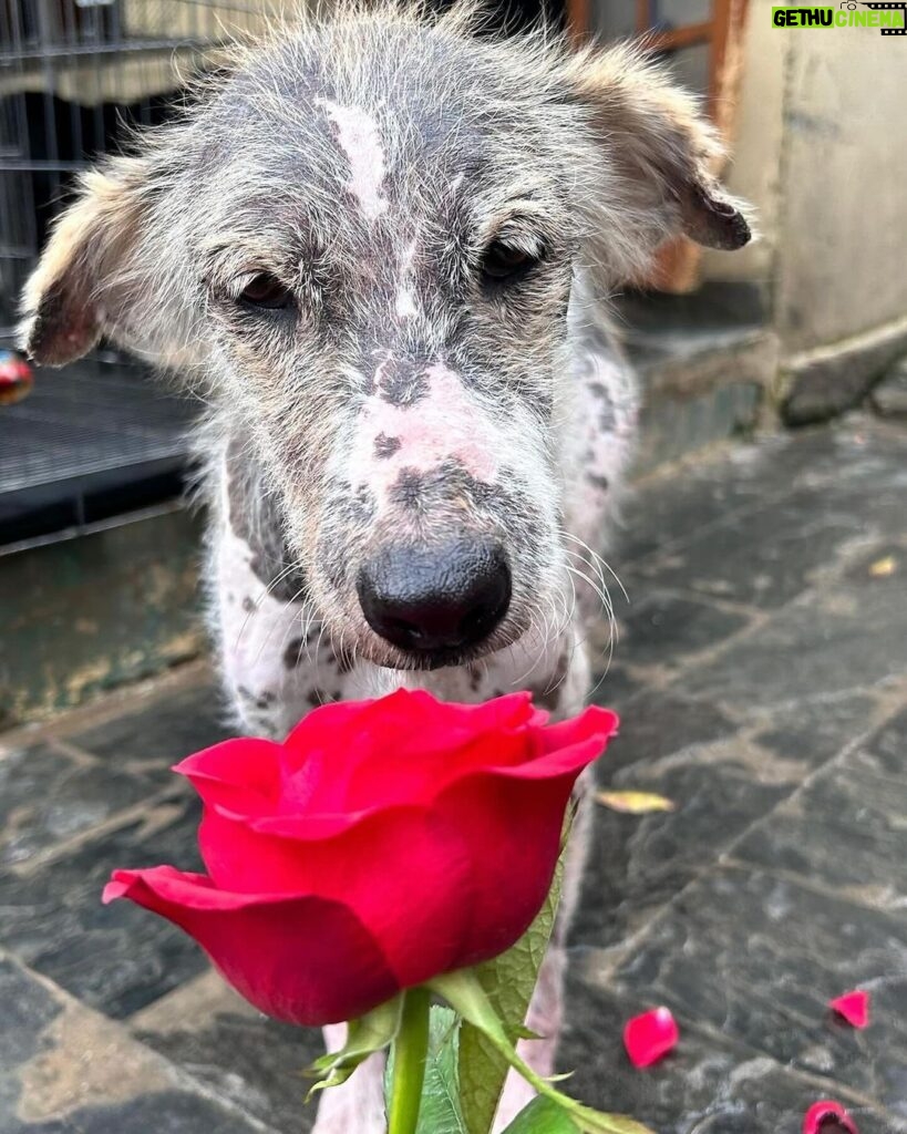 Swastika Mukherjee Instagram - Make everyday full of roses for them.❤️❤️ Posted @withregram • @daranimals BECAUSE DOGS DESERVE FLOWERS TOO. 🌹 Imagine the world through the eyes of a homeless dog. They wander the streets alone. Scared every minute. Longing for food. Searching for shelter. Hoping for some affection. Consider their fear and uncertainty of each new day. Consider their loneliness. Yet, these creatures are brave and loyal. They protect us and defend us when we’re in trouble. Some give their lives for their family. They bring us joy and happiness when we’re sad. They give us comfort and companionship when we fall sick. They give us plenty of reasons to laugh so hard till our stomachs hurt. They understand us better than we understand them. They never judge your mistakes. So many dogs work with the police department and military helping protect our country. They don’t see you as a bad person or a good person - they love without reason. Do we deserve dogs? Maybe. But they deserve a hundred times better than us. Love is all around us this month - please consider sharing some love with our BEST FRIENDS. Just Rs.3250/- or $40 can get them 2 wholesome meals + as many treats as they like. This is your chance to show them how much they mean to you by doing something small & special for them. We’ll send every donor the cutest V-Day card and a shoutout on insta. Will you be their Valentine? 💌 Donate at the link in bio. 🙏🏼 it’s a love story, baby just say YES! [roses, Valentine’s Day, be my Valentine, dogs deserve flowers, charity never goes to waste, love harder]