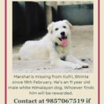 Swastika Mukherjee Instagram - Please help find Marshal. Spread the word. Posted @withregram • @tailsandtales._ Marshal is missing from Kufri, Shimla since 18th February. His parents are really worried. Please, PLEASE share this post and help us bring Marshal back home ❤️ . . . #lostdog #missingdog #shimla