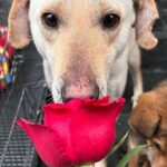 Swastika Mukherjee Instagram - Make everyday full of roses for them.❤️❤️ Posted @withregram • @daranimals BECAUSE DOGS DESERVE FLOWERS TOO. 🌹 Imagine the world through the eyes of a homeless dog. They wander the streets alone. Scared every minute. Longing for food. Searching for shelter. Hoping for some affection. Consider their fear and uncertainty of each new day. Consider their loneliness. Yet, these creatures are brave and loyal. They protect us and defend us when we’re in trouble. Some give their lives for their family. They bring us joy and happiness when we’re sad. They give us comfort and companionship when we fall sick. They give us plenty of reasons to laugh so hard till our stomachs hurt. They understand us better than we understand them. They never judge your mistakes. So many dogs work with the police department and military helping protect our country. They don’t see you as a bad person or a good person - they love without reason. Do we deserve dogs? Maybe. But they deserve a hundred times better than us. Love is all around us this month - please consider sharing some love with our BEST FRIENDS. Just Rs.3250/- or $40 can get them 2 wholesome meals + as many treats as they like. This is your chance to show them how much they mean to you by doing something small & special for them. We’ll send every donor the cutest V-Day card and a shoutout on insta. Will you be their Valentine? 💌 Donate at the link in bio. 🙏🏼 it’s a love story, baby just say YES! [roses, Valentine’s Day, be my Valentine, dogs deserve flowers, charity never goes to waste, love harder]