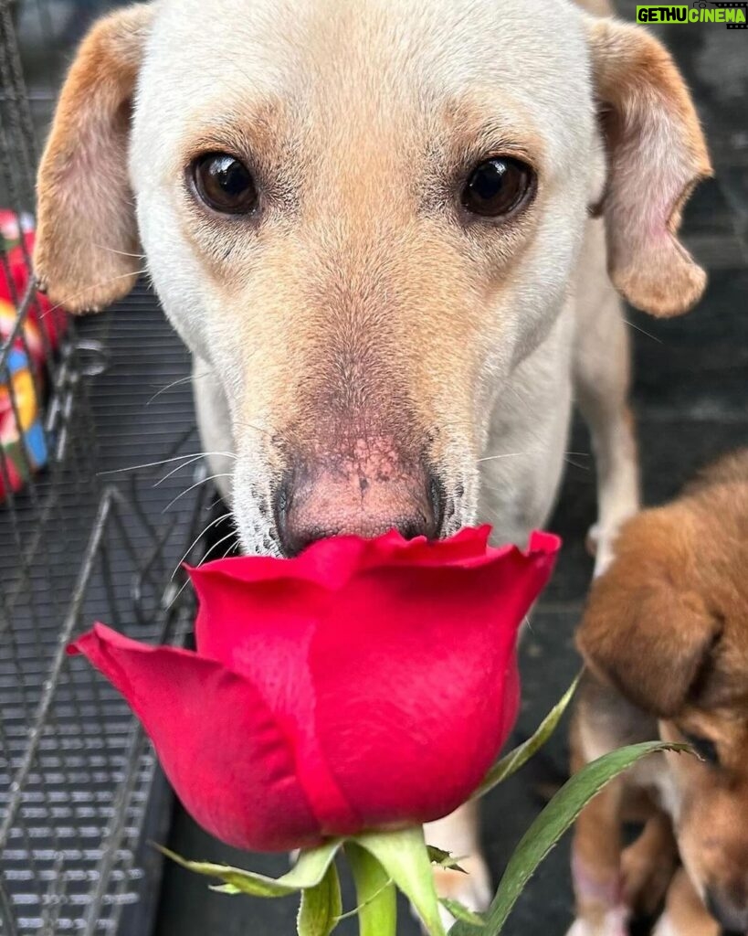 Swastika Mukherjee Instagram - Make everyday full of roses for them.❤️❤️ Posted @withregram • @daranimals BECAUSE DOGS DESERVE FLOWERS TOO. 🌹 Imagine the world through the eyes of a homeless dog. They wander the streets alone. Scared every minute. Longing for food. Searching for shelter. Hoping for some affection. Consider their fear and uncertainty of each new day. Consider their loneliness. Yet, these creatures are brave and loyal. They protect us and defend us when we’re in trouble. Some give their lives for their family. They bring us joy and happiness when we’re sad. They give us comfort and companionship when we fall sick. They give us plenty of reasons to laugh so hard till our stomachs hurt. They understand us better than we understand them. They never judge your mistakes. So many dogs work with the police department and military helping protect our country. They don’t see you as a bad person or a good person - they love without reason. Do we deserve dogs? Maybe. But they deserve a hundred times better than us. Love is all around us this month - please consider sharing some love with our BEST FRIENDS. Just Rs.3250/- or $40 can get them 2 wholesome meals + as many treats as they like. This is your chance to show them how much they mean to you by doing something small & special for them. We’ll send every donor the cutest V-Day card and a shoutout on insta. Will you be their Valentine? 💌 Donate at the link in bio. 🙏🏼 it’s a love story, baby just say YES! [roses, Valentine’s Day, be my Valentine, dogs deserve flowers, charity never goes to waste, love harder]