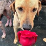 Swastika Mukherjee Instagram - Make everyday full of roses for them.❤️❤️ Posted @withregram • @daranimals BECAUSE DOGS DESERVE FLOWERS TOO. 🌹 Imagine the world through the eyes of a homeless dog. They wander the streets alone. Scared every minute. Longing for food. Searching for shelter. Hoping for some affection. Consider their fear and uncertainty of each new day. Consider their loneliness. Yet, these creatures are brave and loyal. They protect us and defend us when we’re in trouble. Some give their lives for their family. They bring us joy and happiness when we’re sad. They give us comfort and companionship when we fall sick. They give us plenty of reasons to laugh so hard till our stomachs hurt. They understand us better than we understand them. They never judge your mistakes. So many dogs work with the police department and military helping protect our country. They don’t see you as a bad person or a good person - they love without reason. Do we deserve dogs? Maybe. But they deserve a hundred times better than us. Love is all around us this month - please consider sharing some love with our BEST FRIENDS. Just Rs.3250/- or $40 can get them 2 wholesome meals + as many treats as they like. This is your chance to show them how much they mean to you by doing something small & special for them. We’ll send every donor the cutest V-Day card and a shoutout on insta. Will you be their Valentine? 💌 Donate at the link in bio. 🙏🏼 it’s a love story, baby just say YES! [roses, Valentine’s Day, be my Valentine, dogs deserve flowers, charity never goes to waste, love harder]