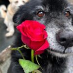 Swastika Mukherjee Instagram - Make everyday full of roses for them.❤️❤️ Posted @withregram • @daranimals BECAUSE DOGS DESERVE FLOWERS TOO. 🌹 Imagine the world through the eyes of a homeless dog. They wander the streets alone. Scared every minute. Longing for food. Searching for shelter. Hoping for some affection. Consider their fear and uncertainty of each new day. Consider their loneliness. Yet, these creatures are brave and loyal. They protect us and defend us when we’re in trouble. Some give their lives for their family. They bring us joy and happiness when we’re sad. They give us comfort and companionship when we fall sick. They give us plenty of reasons to laugh so hard till our stomachs hurt. They understand us better than we understand them. They never judge your mistakes. So many dogs work with the police department and military helping protect our country. They don’t see you as a bad person or a good person - they love without reason. Do we deserve dogs? Maybe. But they deserve a hundred times better than us. Love is all around us this month - please consider sharing some love with our BEST FRIENDS. Just Rs.3250/- or $40 can get them 2 wholesome meals + as many treats as they like. This is your chance to show them how much they mean to you by doing something small & special for them. We’ll send every donor the cutest V-Day card and a shoutout on insta. Will you be their Valentine? 💌 Donate at the link in bio. 🙏🏼 it’s a love story, baby just say YES! [roses, Valentine’s Day, be my Valentine, dogs deserve flowers, charity never goes to waste, love harder]