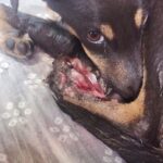 Swastika Mukherjee Instagram – *GRAPHIC CONTENT*

DONATION APPEAL

This 4 month old puppy met with a severe train accident and lost two limbs. He has been rescued by @pfa.official Hoogly. Please donate for them to provide medical treatment and a permanent shelter to the doggo. 

You can donate on the following Account.
People for animals HOOGHLY.A/C no:2690101001219.
Canara bank.serampore branch.
IFSC:CNRB0002690.
Gpay/Paytm:9007808999