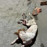 Swastika Mukherjee Instagram - Can someone pls pls help URGENT 🚨! *Graphic content* Belghoria Nimta majherhati more er samne kukurti ei obosthay pore ache, kindly help korun🙏 @pfa.official @dogtales.in @furrfolks Kolkata