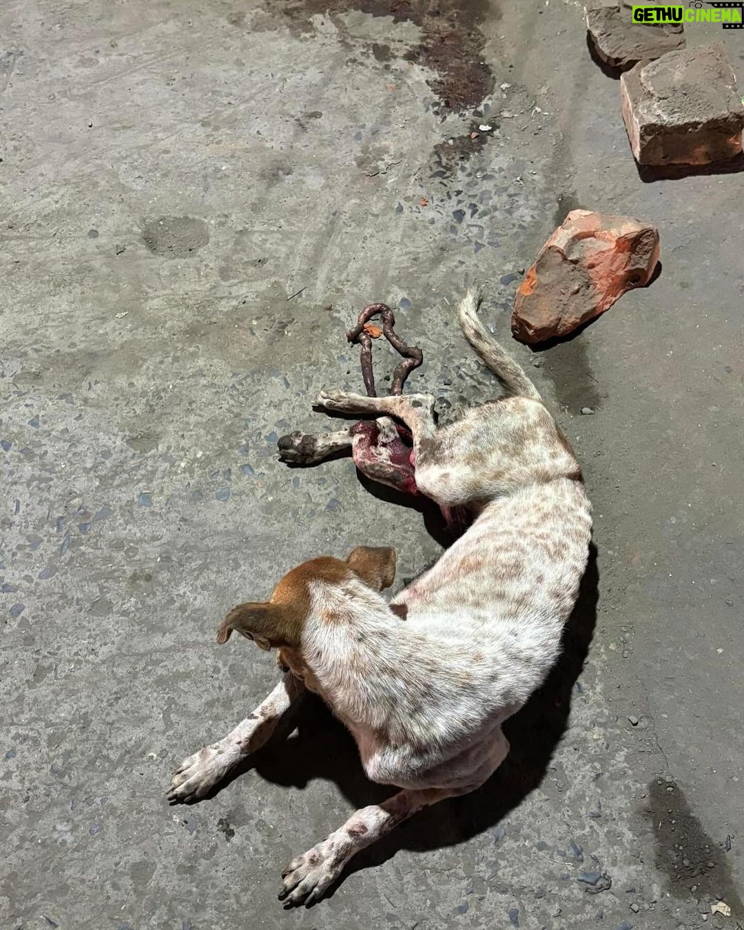 Swastika Mukherjee Instagram - Can someone pls pls help URGENT 🚨! *Graphic content* Belghoria Nimta majherhati more er samne kukurti ei obosthay pore ache, kindly help korun🙏 @pfa.official @dogtales.in @furrfolks Kolkata