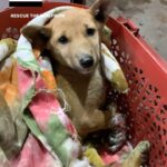 Swastika Mukherjee Instagram - Thank you for your love and support! The Surgery was successful! Special thanks to @swastikamukherjee13 Ma’am and her loving fans for showering so much love and trusting us! ❤️ Lastly Thank you, @drdolittle_vet Sir for scheduling the surgery. Attendees of this surgery: @gemini.diksha and @riry_16 Voice Over : @riry_16 . . . #surgery #ngo #amputation #india #siliguri Siliguri
