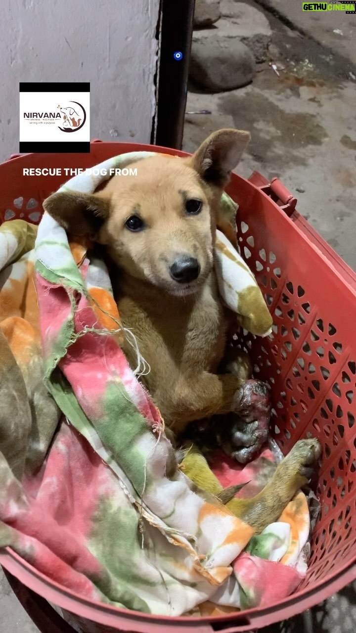 Swastika Mukherjee Instagram - Thank you for your love and support! The Surgery was successful! Special thanks to @swastikamukherjee13 Ma’am and her loving fans for showering so much love and trusting us! ❤️ Lastly Thank you, @drdolittle_vet Sir for scheduling the surgery. Attendees of this surgery: @gemini.diksha and @riry_16 Voice Over : @riry_16 . . . #surgery #ngo #amputation #india #siliguri Siliguri