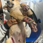 Swastika Mukherjee Instagram - Do you realize that, instead of enjoying playtime and running around, this puppy is facing leg amputation due to the reckless driving of a human being? Tomorrow, 3rd Feb at 7 pm, the puppy is scheduled for surgery, and we are again facing a shortage of funds. We urgently need approximately 6000/-, covering both the surgery and post-operative care. Your assistance would be greatly appreciated. ‼️ PAYMENT DETAILS ARE GIVEN IN THE LAST SLIDE ‼️ Accident Occurred in : Shibrampally, Haiderpara 📍 Siliguri