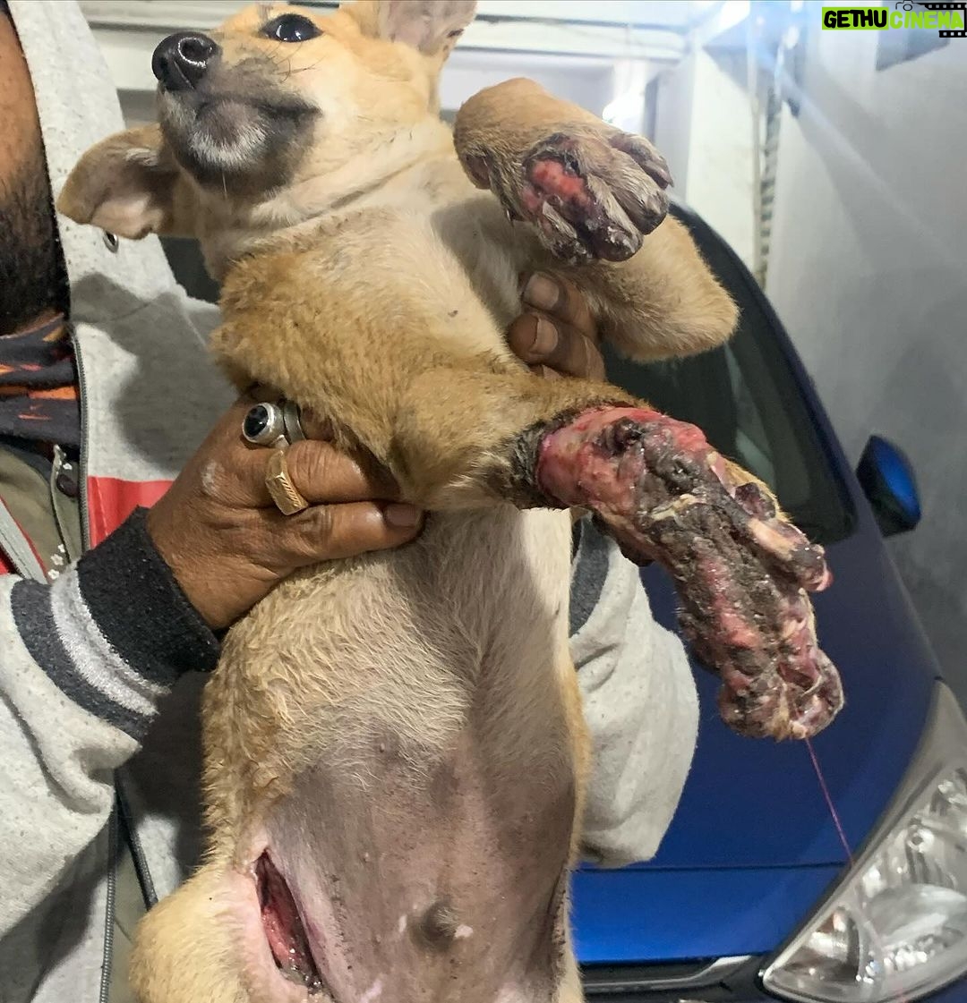 Swastika Mukherjee Instagram - Do you realize that, instead of enjoying playtime and running around, this puppy is facing leg amputation due to the reckless driving of a human being? Tomorrow, 3rd Feb at 7 pm, the puppy is scheduled for surgery, and we are again facing a shortage of funds. We urgently need approximately 6000/-, covering both the surgery and post-operative care. Your assistance would be greatly appreciated. ‼️ PAYMENT DETAILS ARE GIVEN IN THE LAST SLIDE ‼️ Accident Occurred in : Shibrampally, Haiderpara 📍 Siliguri