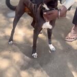 Swastika Mukherjee Instagram - Please be generous and DONATE 🙏🏻 Details below. Posted @withregram • @kannan_animal_welfare Our Lovely who finds herself suffering yet again with a form tumour needs your help. She came to us as a young puppy in January 2023 suffering from hernia and was operated for the same. We noticed unusual swelling near her nipples and knew she needed medical intervention urgently. We are immediately raising ₹15,000 ($184 USD) in order to bear expenses for Lovely’s surgery and post operative care. We as a rescue shelter, cannot possibly bear unforeseen expenses without support. If you believe that Lovely deserves a chance to survive, please consider donating towards her care. Each thought, each contribution, counts for him. To help with lovely’s treatment: UPI ID: Kannananimal@icici Bank: ICICI Bank Pvt Ltd In the name of: KANNAN ANIMAL WELFARE FOUNDATION A/c No: 184305000986 A/c Type: Current Account IFSC Code: ICIC0001843 Branch code: 1843 Bank Branch: Nirvana Courtyard Branch Address: ICICI Bank Ltd, Nirvana Courtyard, Sector 50, Gurgaon, Haryana – 122001 Cheques: Please make your cheque in the name of “KANNAN ANIMAL WELFARE FOUNDATION” and send it to the below address: House No 457 First Floor Niti Khand 1 Indirapuram Ghaziabad, UP - 201010 Donation Link: (Indian Donors) https://www.kannananimalwelfare.org/donate UPI ID: Kannananimal@icici You can also donate directly through PayPal using this link: (https://www.paypal.com/donate/?hosted_button_id=LUGXKARMXQR6E) Please send us an email at accounts@kannananimalwelfare.org to claim the receipt!