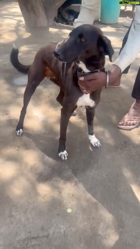 Swastika Mukherjee Instagram - Please be generous and DONATE 🙏🏻 Details below. Posted @withregram • @kannan_animal_welfare Our Lovely who finds herself suffering yet again with a form tumour needs your help. She came to us as a young puppy in January 2023 suffering from hernia and was operated for the same. We noticed unusual swelling near her nipples and knew she needed medical intervention urgently. We are immediately raising ₹15,000 ($184 USD) in order to bear expenses for Lovely’s surgery and post operative care. We as a rescue shelter, cannot possibly bear unforeseen expenses without support. If you believe that Lovely deserves a chance to survive, please consider donating towards her care. Each thought, each contribution, counts for him. To help with lovely’s treatment: UPI ID: Kannananimal@icici Bank: ICICI Bank Pvt Ltd In the name of: KANNAN ANIMAL WELFARE FOUNDATION A/c No: 184305000986 A/c Type: Current Account IFSC Code: ICIC0001843 Branch code: 1843 Bank Branch: Nirvana Courtyard Branch Address: ICICI Bank Ltd, Nirvana Courtyard, Sector 50, Gurgaon, Haryana – 122001 Cheques: Please make your cheque in the name of “KANNAN ANIMAL WELFARE FOUNDATION” and send it to the below address: House No 457 First Floor Niti Khand 1 Indirapuram Ghaziabad, UP - 201010 Donation Link: (Indian Donors) https://www.kannananimalwelfare.org/donate UPI ID: Kannananimal@icici You can also donate directly through PayPal using this link: (https://www.paypal.com/donate/?hosted_button_id=LUGXKARMXQR6E) Please send us an email at accounts@kannananimalwelfare.org to claim the receipt!