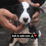 Swastika Mukherjee Instagram - Do Watch till end 🥺🙏❣️ After nearly a week since rescuing this puppy, who was badly injured in a road accident, we discovered through an X-ray that his bone was dislocated, and due to swelling, his hemoglobin levels were dangerously low. After two weeks of proper treatment, Ash is now safe. Thank you so much, everyone, for your support." Hindi translation 👇 इस परिश्रम से लगभग एक हफ्ते बाद, जब हमने इस कुत्ते को बचाया जो एक सड़क दुर्घटना में गंभीर रूप से घायल था, हमने एक एक्स-रे के माध्यम से जाना कि उसकी हड्डी टूट गई थी, और सूजन के कारण, उसके हेमोग्लोबिन स्तर खतरनाक रूप से कम थे। दो हफ्तों के उचित इलाज के बाद, अश अब सुरक्षित है। सभी को अपना समर्थन देने के लिए बहुत बहुत धन्यवाद।" . . . . . . . . . . . . . . . . . . . . #reels #rescuedog #recovery #instagood #featured #dogsofinstagram #stopanimalabuse