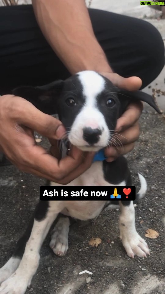 Swastika Mukherjee Instagram - Do Watch till end ЁЯе║ЁЯЩПтЭгя╕П After nearly a week since rescuing this puppy, who was badly injured in a road accident, we discovered through an X-ray that his bone was dislocated, and due to swelling, his hemoglobin levels were dangerously low. After two weeks of proper treatment, Ash is now safe. Thank you so much, everyone, for your support." Hindi translation ЁЯСЗ рдЗрд╕ рдкрд░рд┐рд╢реНрд░рдо рд╕реЗ рд▓рдЧрднрдЧ рдПрдХ рд╣рдлреНрддреЗ рдмрд╛рдж, рдЬрдм рд╣рдордиреЗ рдЗрд╕ рдХреБрддреНрддреЗ рдХреЛ рдмрдЪрд╛рдпрд╛ рдЬреЛ рдПрдХ рд╕рдбрд╝рдХ рджреБрд░реНрдШрдЯрдирд╛ рдореЗрдВ рдЧрдВрднреАрд░ рд░реВрдк рд╕реЗ рдШрд╛рдпрд▓ рдерд╛, рд╣рдордиреЗ рдПрдХ рдПрдХреНрд╕-рд░реЗ рдХреЗ рдорд╛рдзреНрдпрдо рд╕реЗ рдЬрд╛рдирд╛ рдХрд┐ рдЙрд╕рдХреА рд╣рдбреНрдбреА рдЯреВрдЯ рдЧрдИ рдереА, рдФрд░ рд╕реВрдЬрди рдХреЗ рдХрд╛рд░рдг, рдЙрд╕рдХреЗ рд╣реЗрдореЛрдЧреНрд▓реЛрдмрд┐рди рд╕реНрддрд░ рдЦрддрд░рдирд╛рдХ рд░реВрдк рд╕реЗ рдХрдо рдереЗред рджреЛ рд╣рдлреНрддреЛрдВ рдХреЗ рдЙрдЪрд┐рдд рдЗрд▓рд╛рдЬ рдХреЗ рдмрд╛рдж, рдЕрд╢ рдЕрдм рд╕реБрд░рдХреНрд╖рд┐рдд рд╣реИред рд╕рднреА рдХреЛ рдЕрдкрдирд╛ рд╕рдорд░реНрдерди рджреЗрдиреЗ рдХреЗ рд▓рд┐рдП рдмрд╣реБрдд рдмрд╣реБрдд рдзрдиреНрдпрд╡рд╛рджред" . . . . . . . . . . . . . . . . . . . . #reels #rescuedog #recovery #instagood #featured #dogsofinstagram #stopanimalabuse